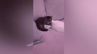 BEST JOKES/FUNNY ANIMALS 5