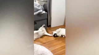BEST JOKES/FUNNY ANIMALS 6
