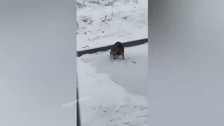 BEST JOKES/FUNNY ANIMALS 7