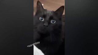 BEST JOKES/FUNNY ANIMALS 8