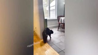 BEST JOKES/FUNNY ANIMALS 9