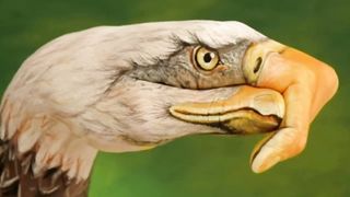 Music eagle