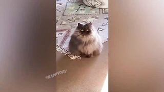 BEST JOKES/FUNNY ANIMALS 10