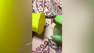 BEST JOKES/FUNNY ANIMALS 11