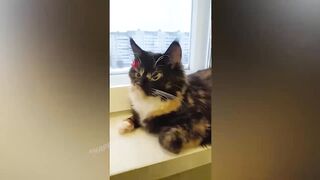 BEST JOKES/FUNNY ANIMALS