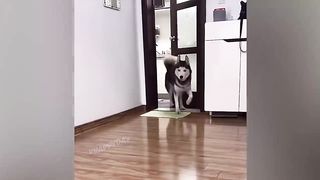 BEST JOKES/FUNNY ANIMALS 2