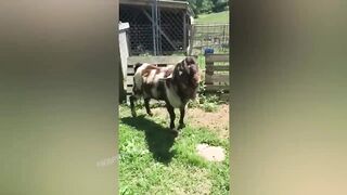 BEST JOKES/FUNNY ANIMALS 13