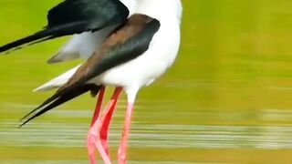 Nature and birds 2