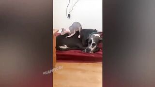 BEST JOKES/FUNNY ANIMALS 15