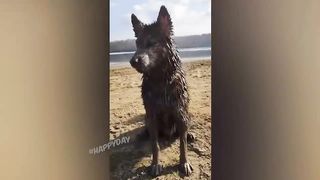 BEST JOKES/FUNNY ANIMALS 17