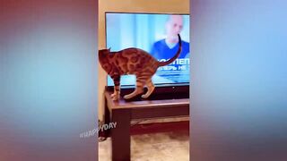 BEST JOKES/FUNNY ANIMALS 19