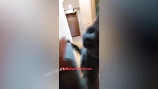 BEST JOKES/FUNNY ANIMALS 20