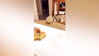 BEST JOKES/FUNNY ANIMALS 21