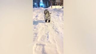 BEST JOKES/FUNNY ANIMALS 22