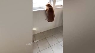 BEST JOKES/FUNNY ANIMALS 23