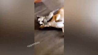 BEST JOKES/FUNNY ANIMALS 24