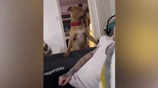 BEST JOKES/FUNNY ANIMALS 26