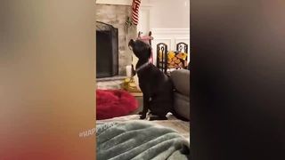 BEST JOKES/FUNNY ANIMALS 25
