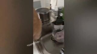 BEST JOKES/FUNNY ANIMALS 27
