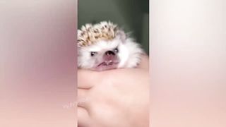 BEST JOKES/FUNNY ANIMALS 28
