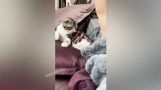 BEST JOKES/FUNNY ANIMALS 29