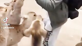 Wee videos 21
