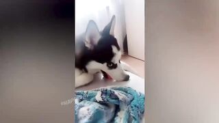 BEST JOKES/FUNNY ANIMALS 30