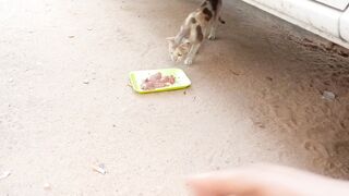Stray cat snatched the meal from me and i felt so happy