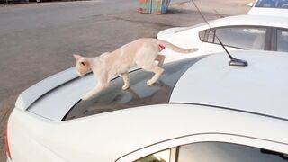 Funny cat on the car 2
