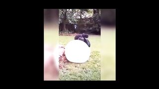 funny video with animals