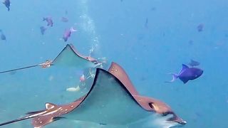 Stingrays in Maldives.