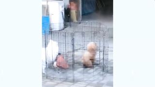 so cute animals