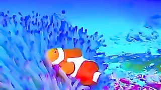 Charming amphiprion.