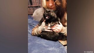 why you should have a cat