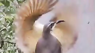 Birds enjoy dancing