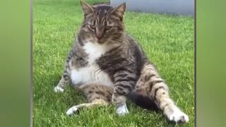 Best Funniest Videos 2023 | Cute Cats and Funny Dogs |