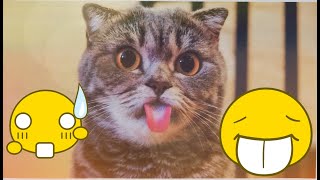 Vidéo drôle de chats et de chiens????????Animaux drôles????Essayez de ne pas rire????