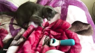 Very funny cat videos that make you laugh #5 | The cutest cat | Funny Animal Videos