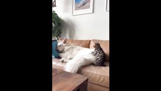 funny and crazy cats