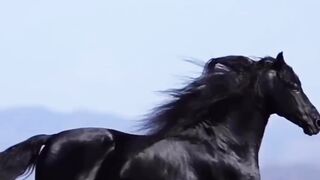 hansome hors