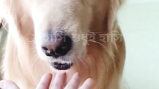 in the dog's mouth ! II কুকুরটির মুখের মধ্যে !