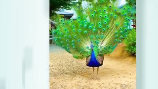 Lovely Peacock Sound #Animal