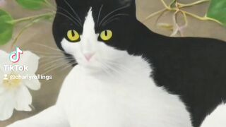 Cute cat sinimatic
