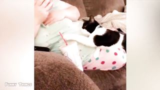 Very funny cat videos that make you laugh #6 | The cutest cat | Funny Animal Videos