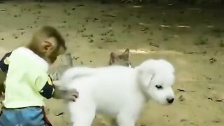 Tingkah laku monyet usil