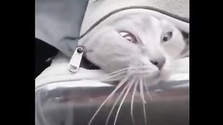 Master Cats