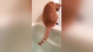 Funniest Cats and Dogs Videos 2023 ????????