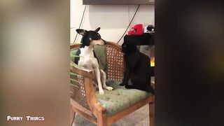 Very funny cat videos that make you laugh #7 | Cats and Dogs | Cute Cute Cat