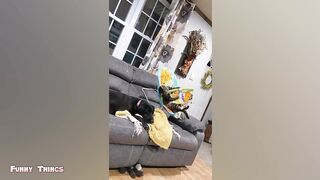 Very funny cat videos that make you laugh #8 | Cats and Dogs | Cute Cute Cat