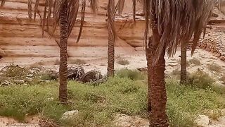 Amazing scene in Saudi Arabia